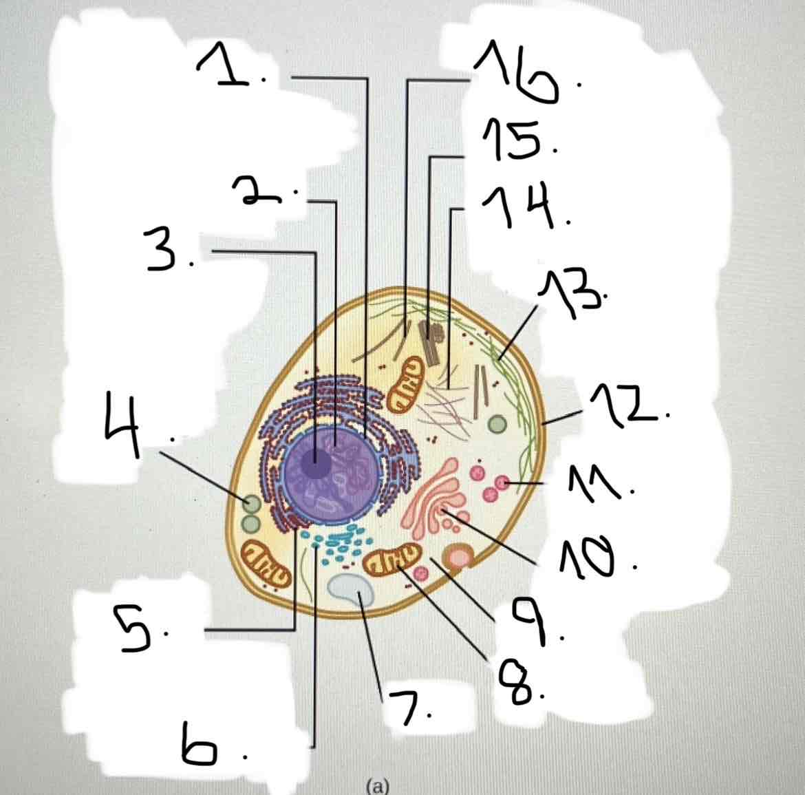 <p>What is 1?</p><p>nucleus; nuclear envelope</p><p>vacuole</p><p>plasma membrane</p><p>mitochondria</p><p>nucleolus</p><p>smooth endoplasmic reticulum</p><p>intermediate filaments</p><p>cytoskeleton; microtubules</p><p>Golgi apparatus</p><p>rough endoplasmic reticulum</p><p>chromatin</p><p>peroxisome</p><p>intermediate filaments</p><p>cytoplasm</p><p>centrosome</p><p>lysosome</p>