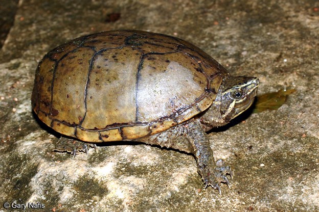 *Sternotherus odoratus*