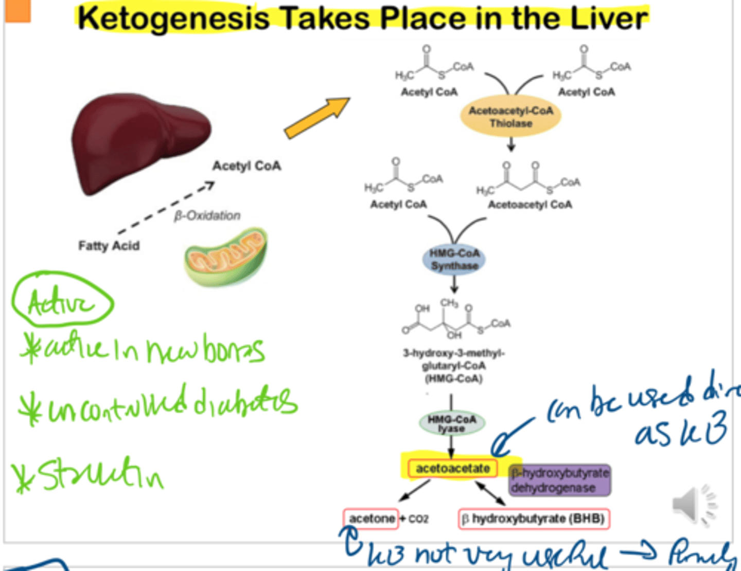 <p>The liver converts glycerol on a triglyceride to acetyl-CoA, which are converted into ketone bodies in the TCA cycle</p>