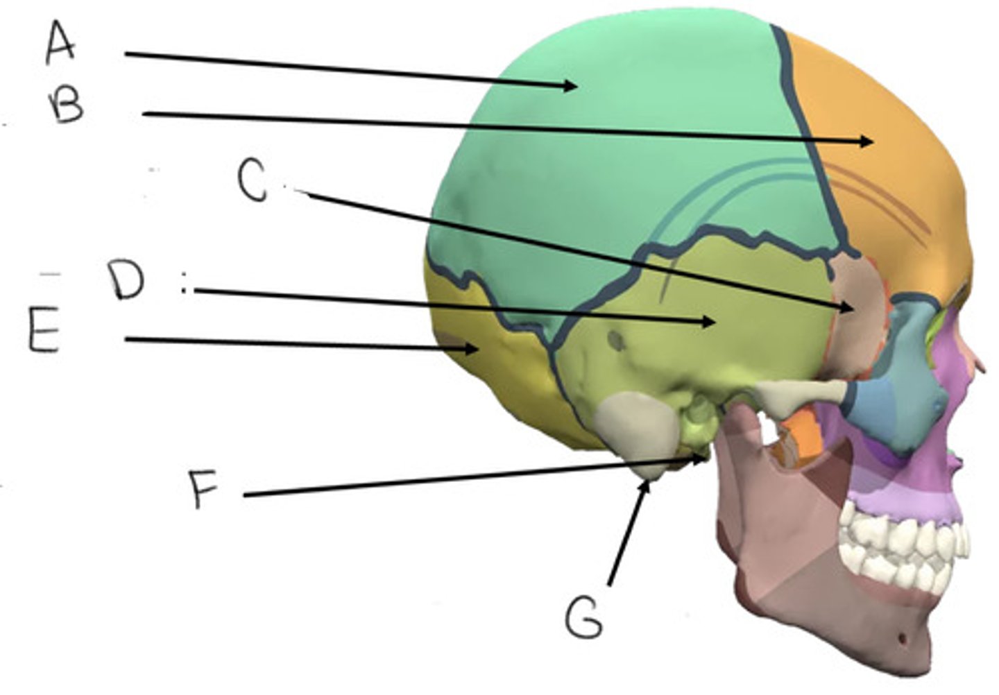 <p>E</p>