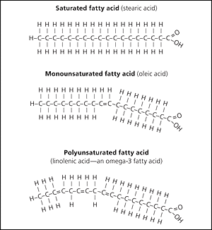 <ul><li><p>Fatty acids can differ in <strong>length</strong></p></li><li><p>Fatty acids can be <strong>saturated</strong> (all single bonds) or unsaturated (containing a double bond)</p></li><li><p>A <strong>mono-unsaturated</strong> fatty acid has one double bond, while a <strong>poly-unsaturated</strong> one has multiple </p></li></ul><p>The double bonds in an unsaturated fatty acid cause the molecule to bend, so they can’t pack together as closely, and they are liquids (oils)</p>