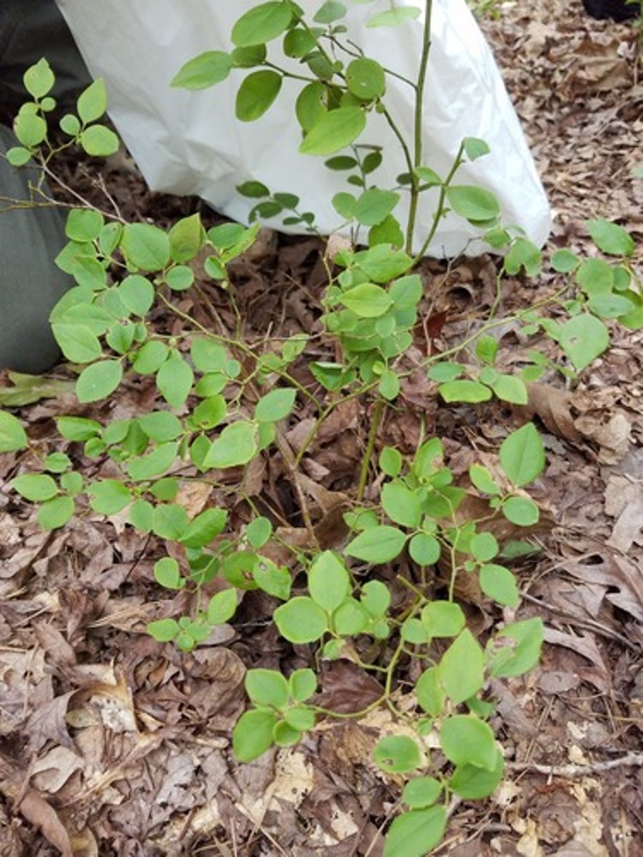 <p>Low shrub with green leaves and stems </p><p>Simple, alternate, deciduous leaves </p><p>Berries are sweet and edible</p><p>Not leahery</p>