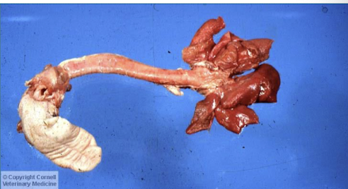 <ul><li><p>fractured ribs</p></li><li><p>cutaneous hemorrhage</p></li><li><p>hemorrhage around injection sites (laceration of heart w/ intracardiac injection)</p></li><li><p>collapse of lungs if animal was on 100% oxygen (or anesthetic gas)</p></li></ul><p></p>
