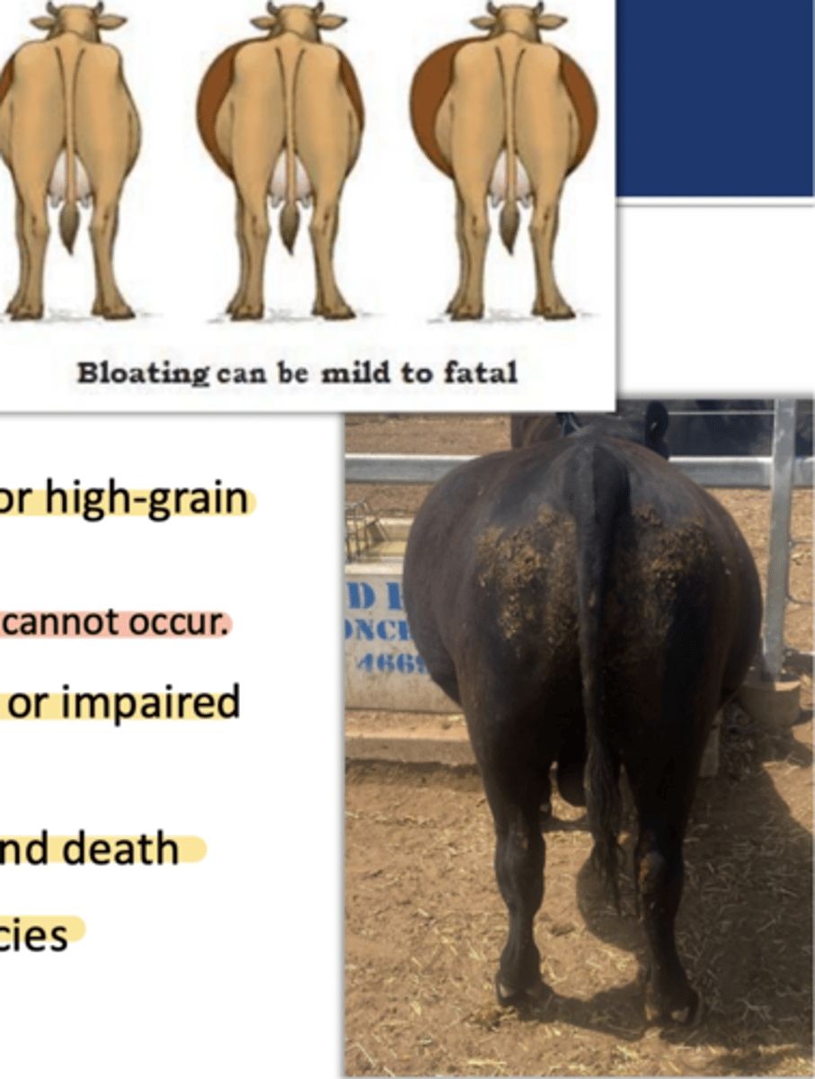 <p>significance of ruminal tympany/bloat</p>