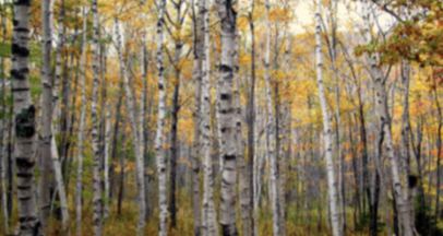 <p>paper birch </p>