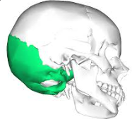 <p>What bone of the skull is this?</p>