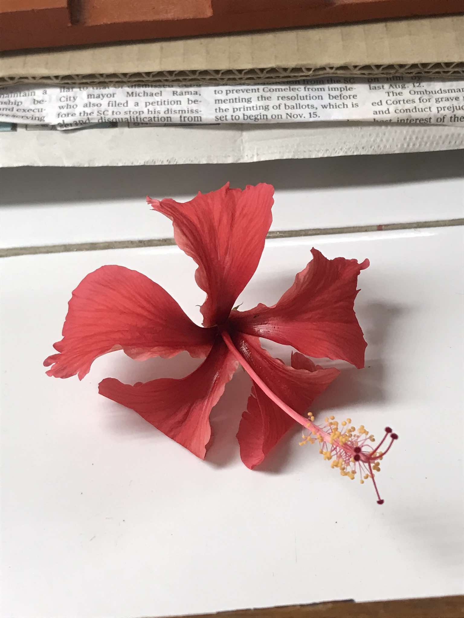 <p>Malvaceae; gumamela</p>
