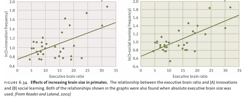 <p>Correlated with executive brain ratio</p>