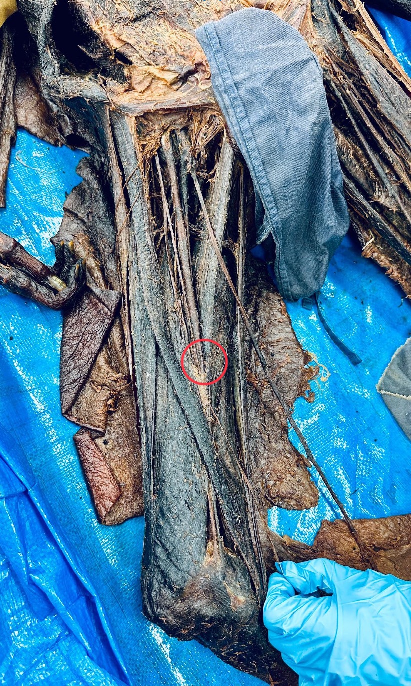 <p>Identify the Structure</p>