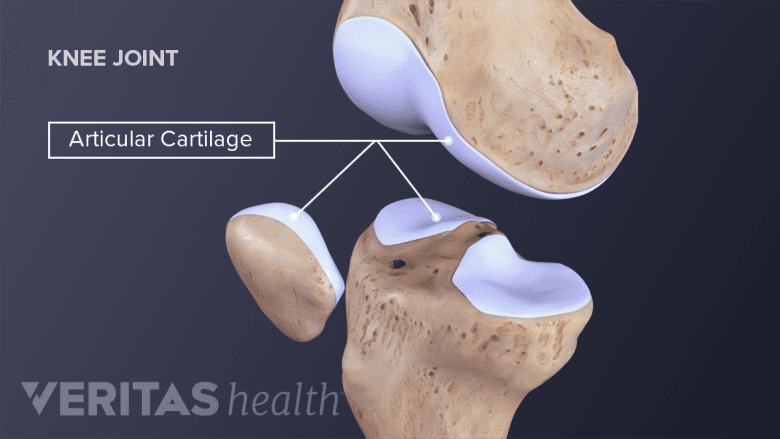 <p>Cartilage. Function </p>