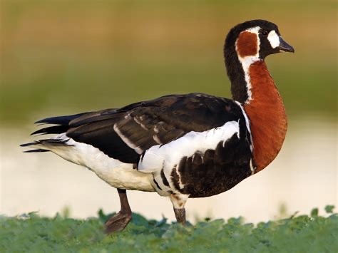 <p>Family: Anatidae</p>