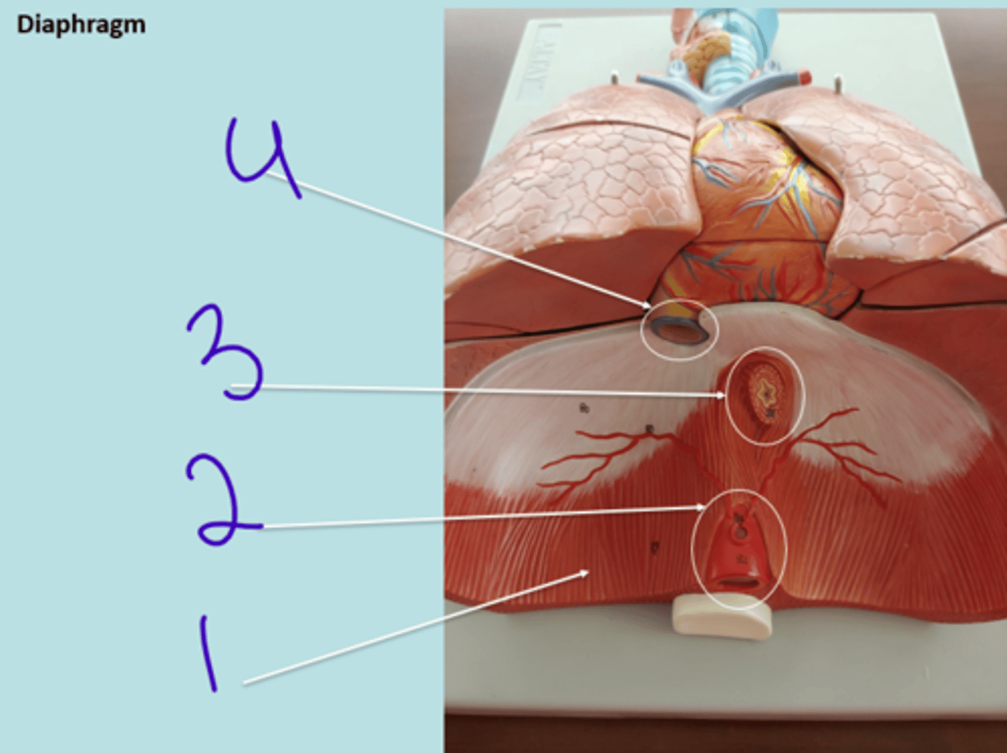 <p>Diaphragm - #3</p>