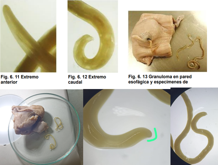 <ul><li><p>localización: esófago, estómago, bronquios, pleura y pared de la aorta</p></li><li><p>Huésped intermediario: escarabajo coprófago</p></li><li><p>Huésped final: perro, zorro y coyote ( ocasional gatos)</p></li><li><p>Ciclo de vida indirecto</p></li><li><p>Gusanos enroscados, la<span style="color: yellow"> boca tiene forma hexagonal.</span></p></li><li><p>M: posee un ala caudal, espículas y gubernaculo es rudimentario.</p></li><li><p>H: cola está curvada dorsalmente</p></li><li><p><strong>Granuloma en pared esofágica</strong></p></li></ul>
