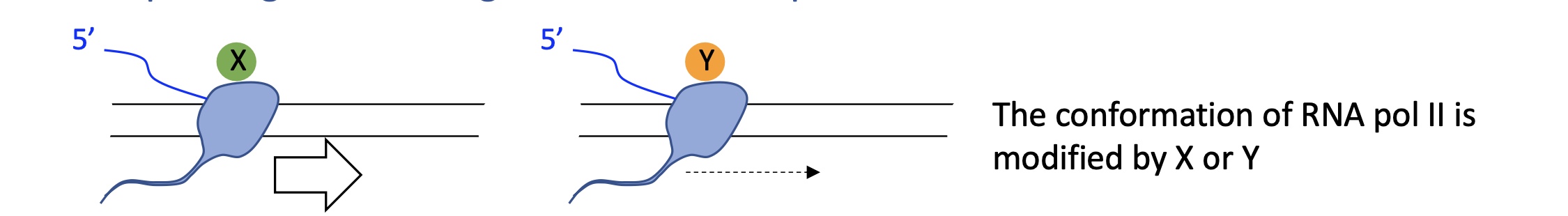 <p>protein attached to RNA pol II can modify its conformation which changes its speed of transcription&nbsp;</p><p><span>A </span><strong>slower Pol II</strong><span> gives RNA processing complexes more time to act, promoting use of </span><strong>proximal poly(A) sites</strong><span>/PA1</span><br><span> </span><strong>faster Pol II</strong><span> often skips these and uses </span><strong>distal sites/PA2</strong><span>, producing longer mRNA </span></p>