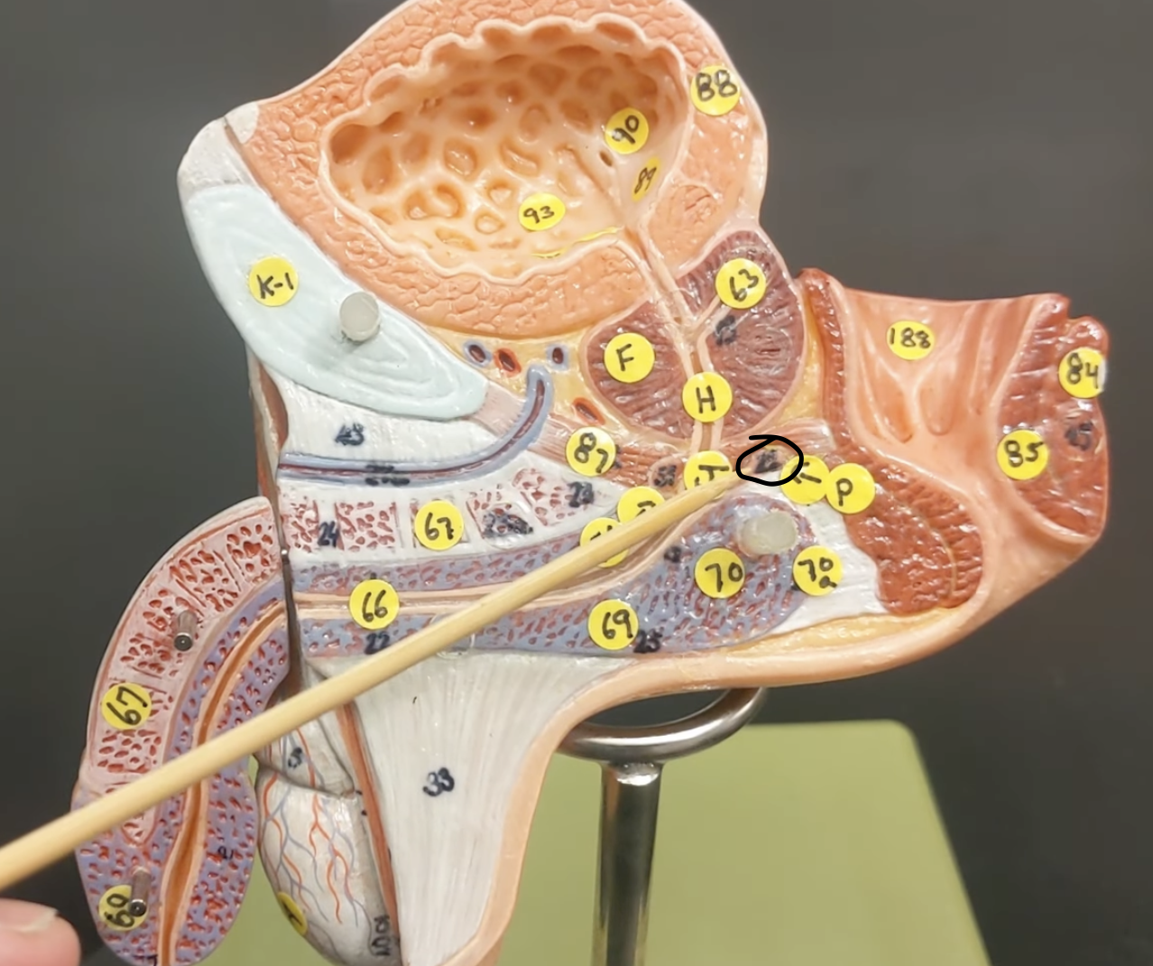 <p>also known as the bulbourethral gland</p>