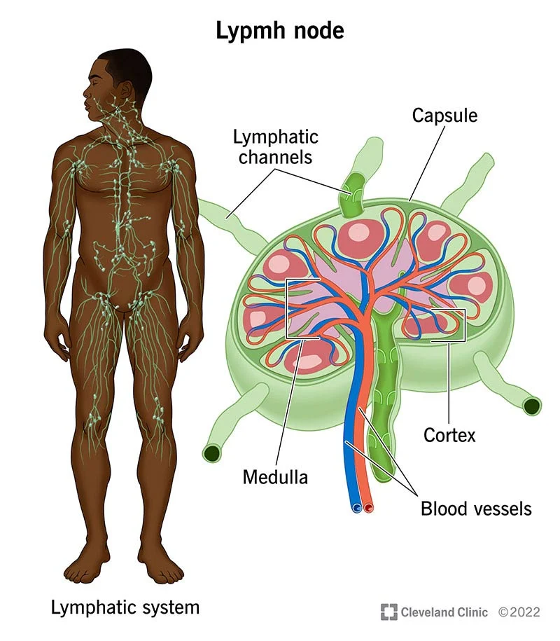 <p>The small, kidney-shaped nodes contain lymphatic tissue, located along a network of lymphatic channels</p>