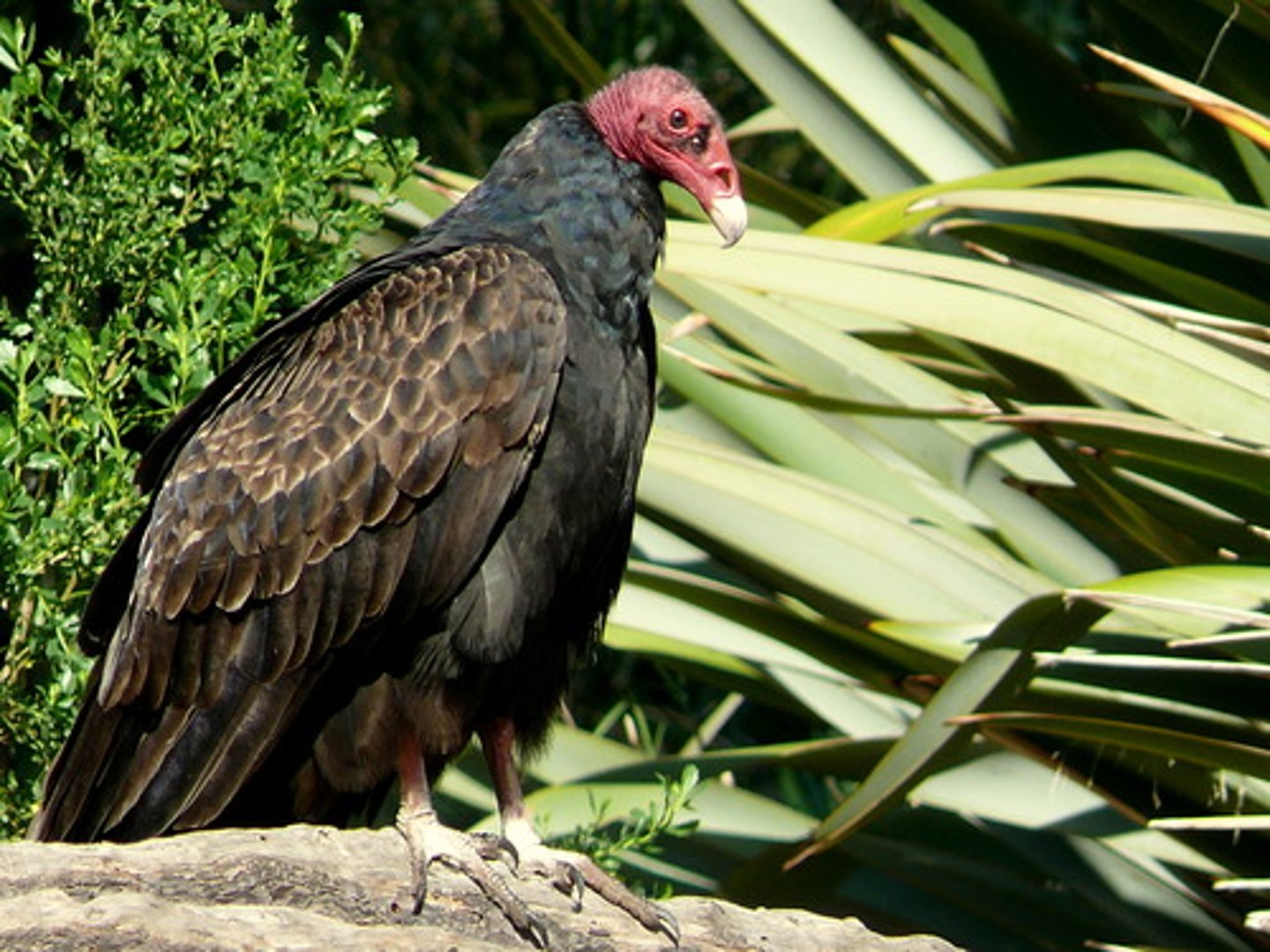 <p>vulture</p>