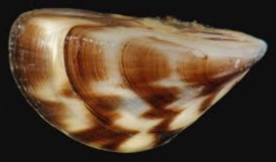 <p>Zebra Mussel</p>