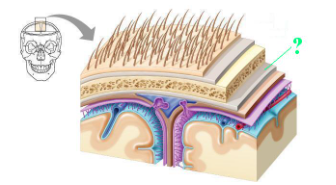 <p><span>Identify the indicated part of the coverings of the brain.</span></p>