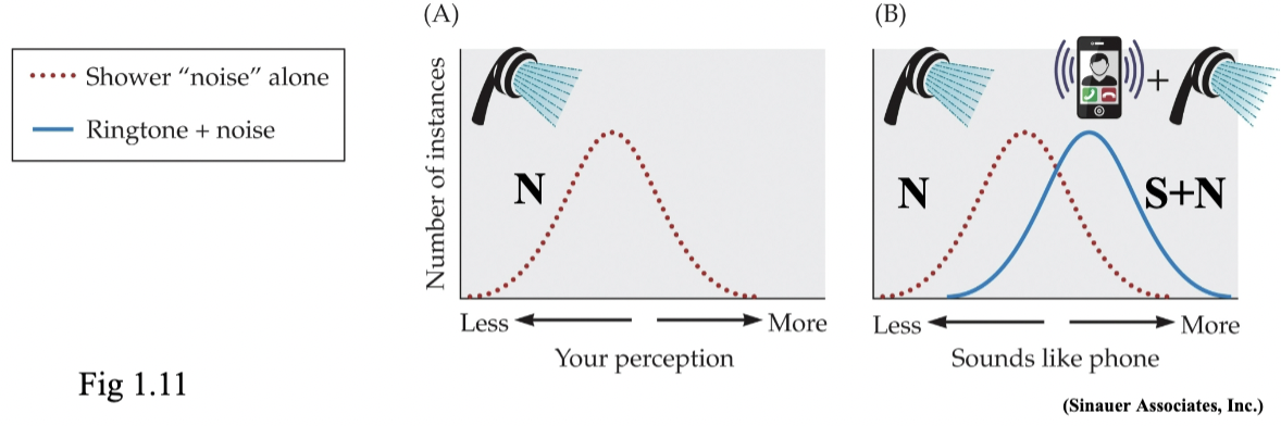 <p>when signal is present, it adds to noise (S + N (sensory activity during catch trials))</p><ul><li><p>sensory activity for signal + noise is on average, more intense than noise alone</p></li><li><p>noise can produce sensation as strong as that produced by signal</p></li><li><p>criterion is the level above attribution to signal and not to noise</p></li></ul><p></p>