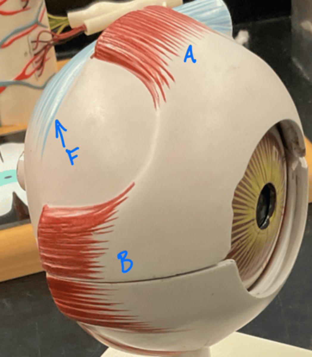 <p>superior rectus</p>
