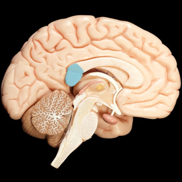 <p><strong>Connects occipital lobes and connects temporal lobes</strong></p>