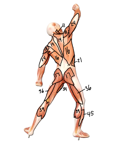 <p>What muscle is labeled 16</p>