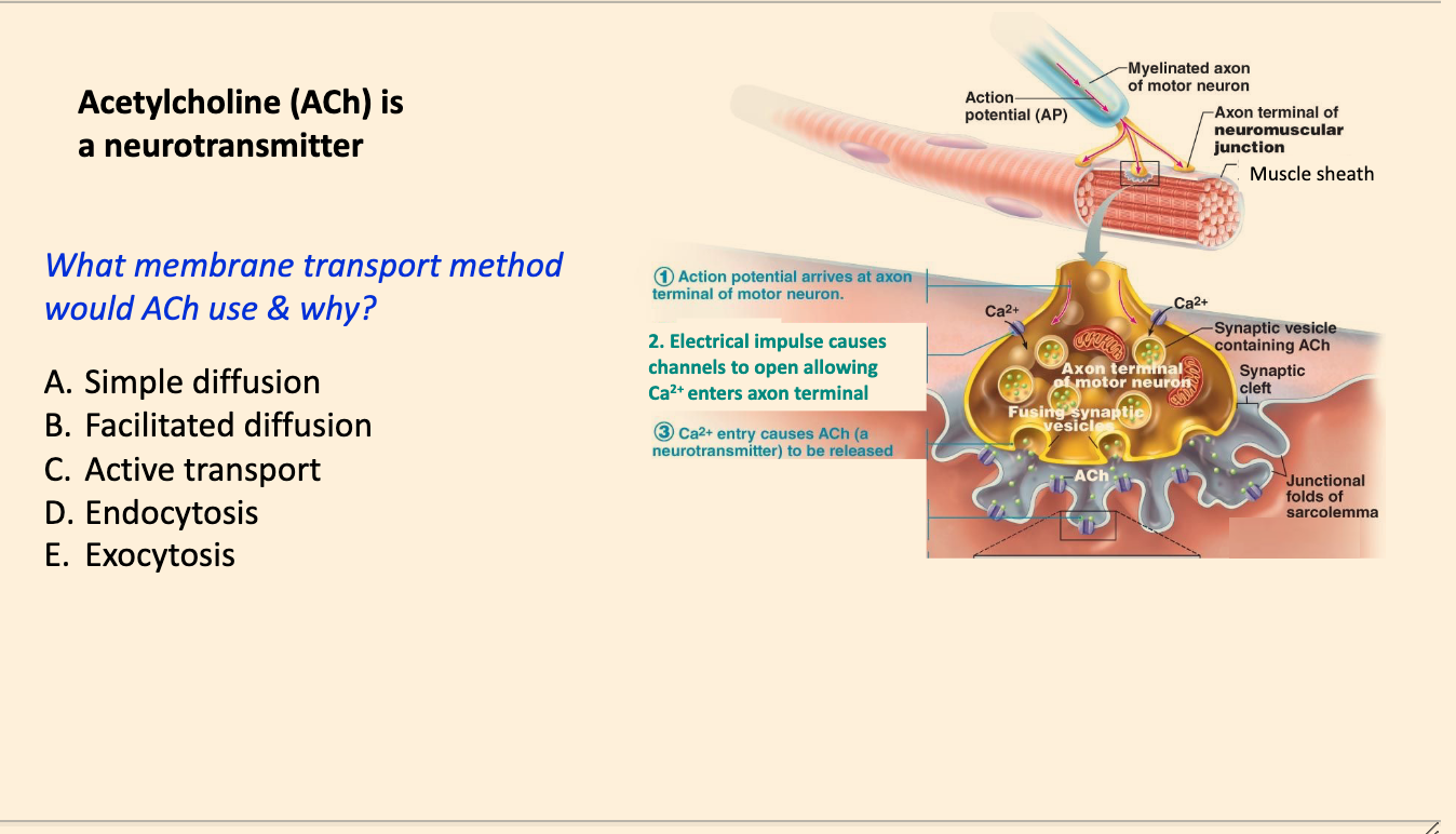 What membrane transport method would ACh use in the  neuromuscular junction & why?

A. Simple diffusion
B. Facilitated diffusion
C. Active transport
D. Endocytosis
E. Exocytosis