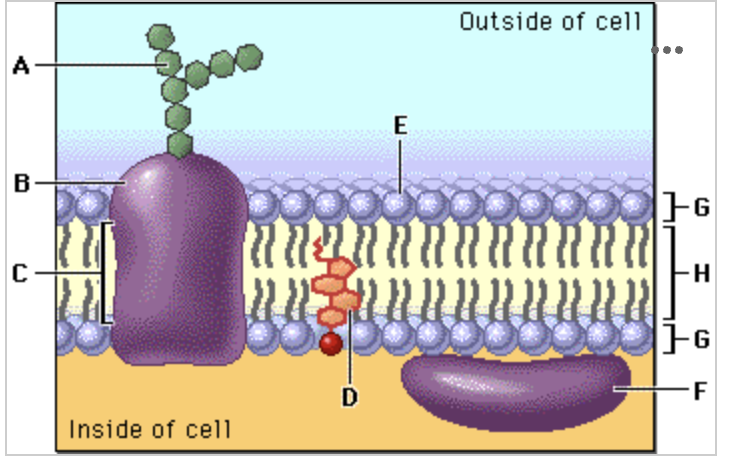 <p>In the diagram, structure G,H and G all together corresponds to:</p>