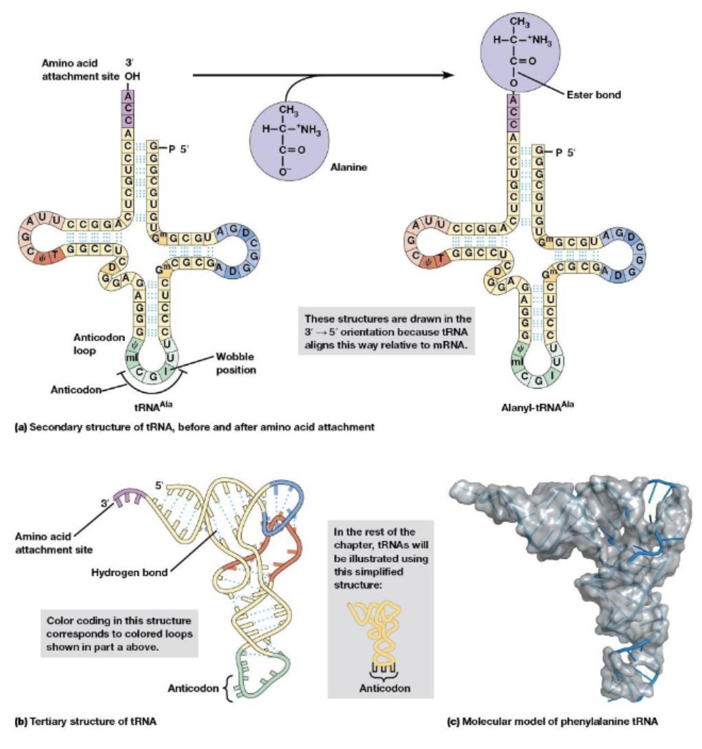 <p>align the amino acids in the correct order, an adaptor that binds both a specific amino acid and the mRNA sequences that specify the amino acid</p><p>each one is linked to its amino acid by an ester bond</p>