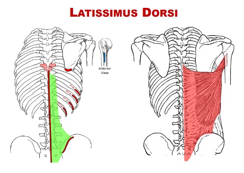 <p>Origin: Latissimus Dorsi</p>