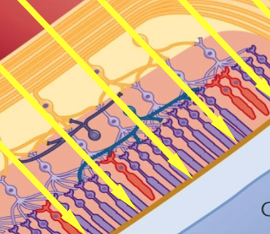 <p>flows through <span>ganglion, amacrine, bipolar cells, horizontal cells, then photoreceptor cells, neural processing occurs from photoreceptors to the ganglion cells&nbsp;</span></p>