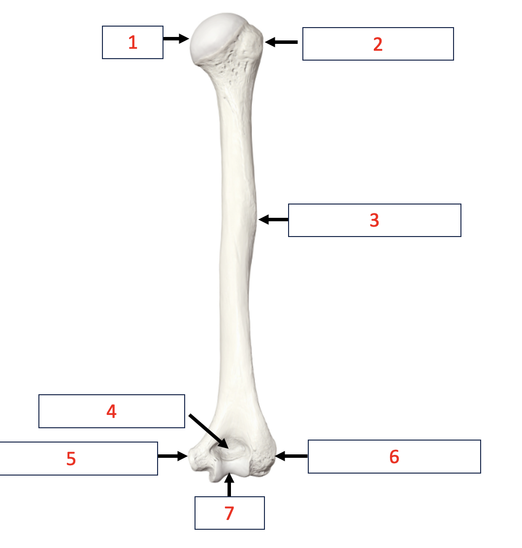 <p>Humerus - Olecranon fossa</p>