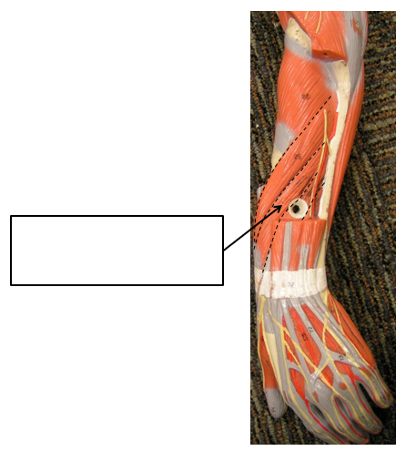 term image