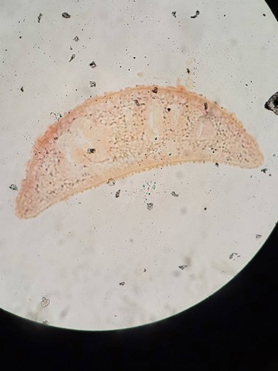 <p>Identify Taxonomy and Structures</p>