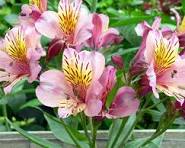<p>Peruvian Lily</p>