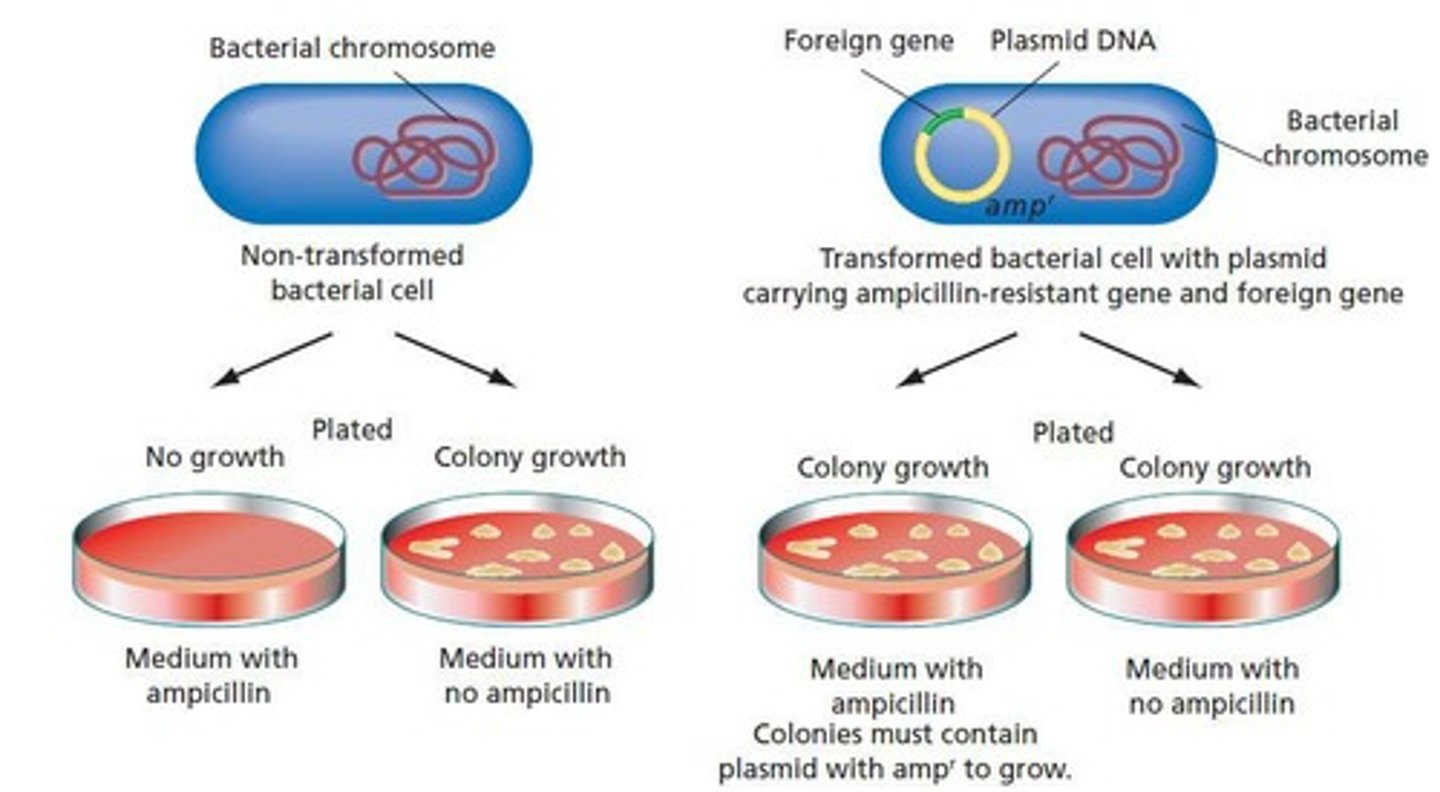 <p>Growing bacteria in antibiotic-containing media to ensure only cells with plasmids grow.</p>