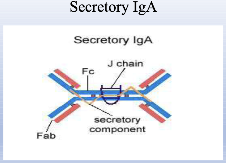 <p>10-15% of immunoglobulins, Secretory antibody found in tears, saliva, gut secretions, nasal secretions, and milk; contains J chain and secretory component; protects mucosal surfaces.</p>