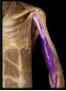 <p>Biceps Brachii - Brachial Artery </p>
