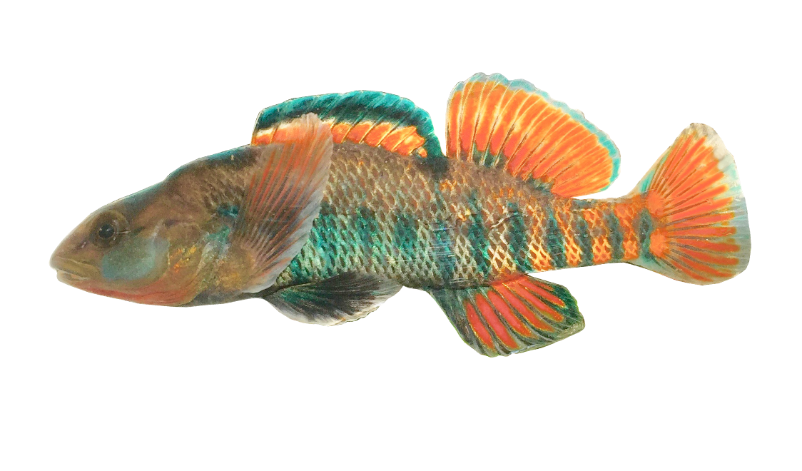 <p>Percidae;</p><p>Rainbow Darter;</p><p><span><span>Etheostoma caeruleum</span></span></p>