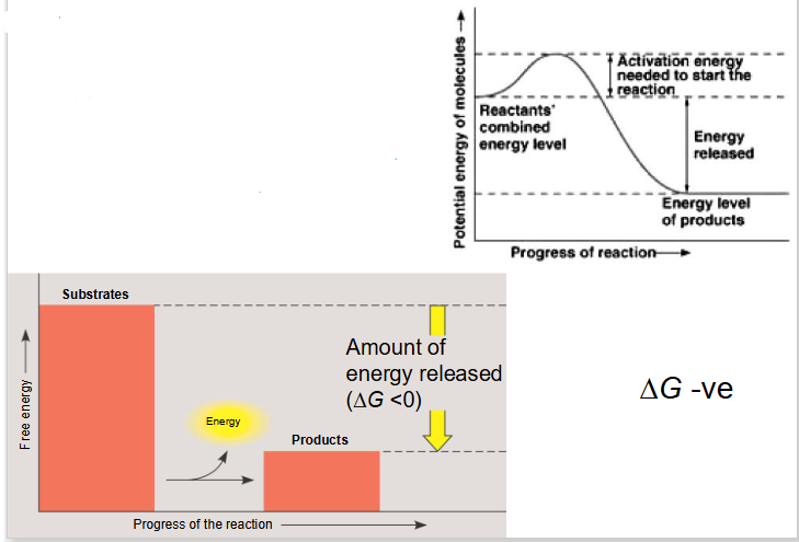 <p>- substrates have more free energy then products</p><p>- net release of energy and or increase of entropy</p><p>- occur spontaneously (without net input of energy)</p><p>- Delta G is negative</p>