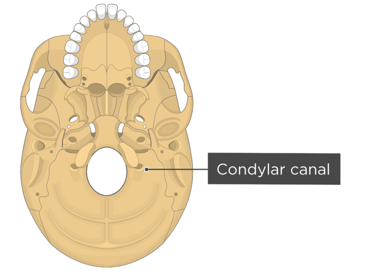 in occipital bone 
