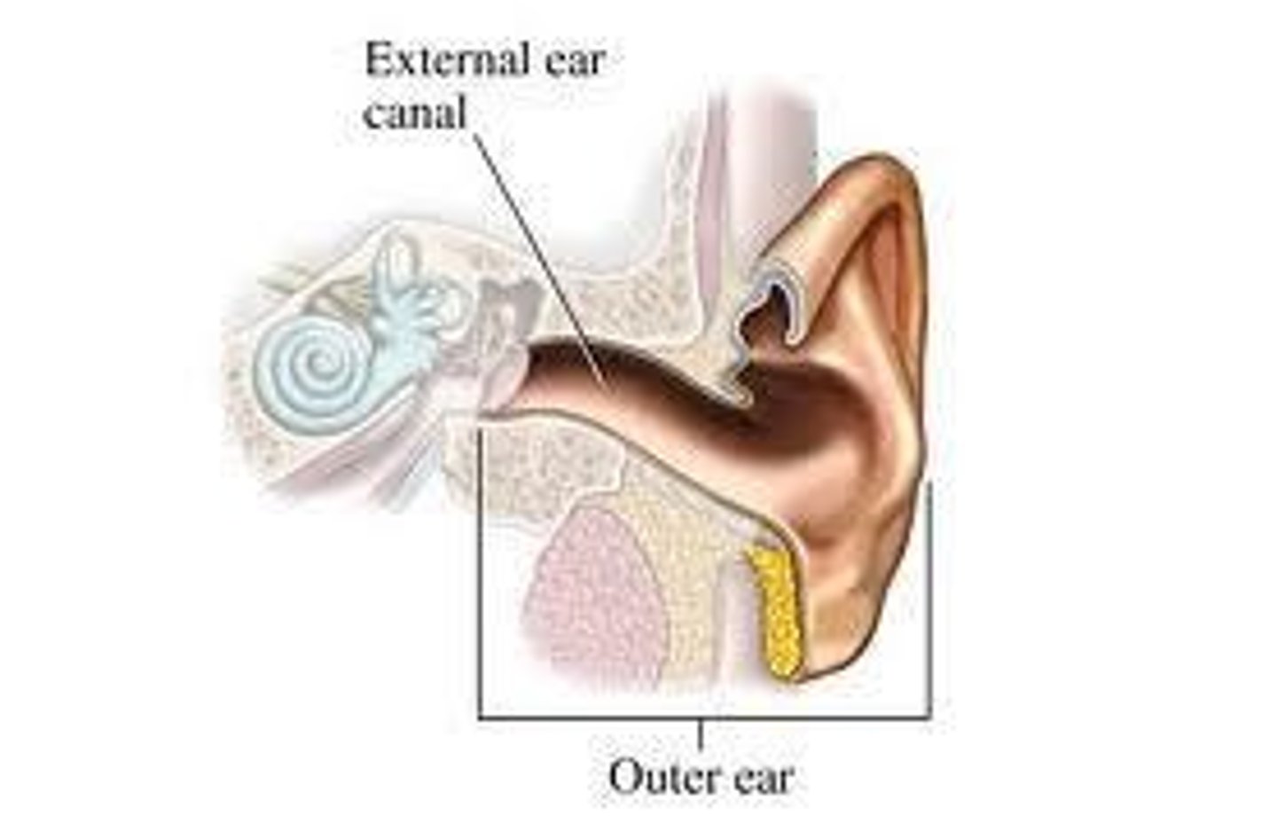 <p>Location in the external auditory canal where cerumen is produced.</p>