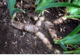<p>like those of ginger, are horizontal stems</p><p>that grow underground</p>