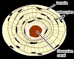 bone matrix around an osteon