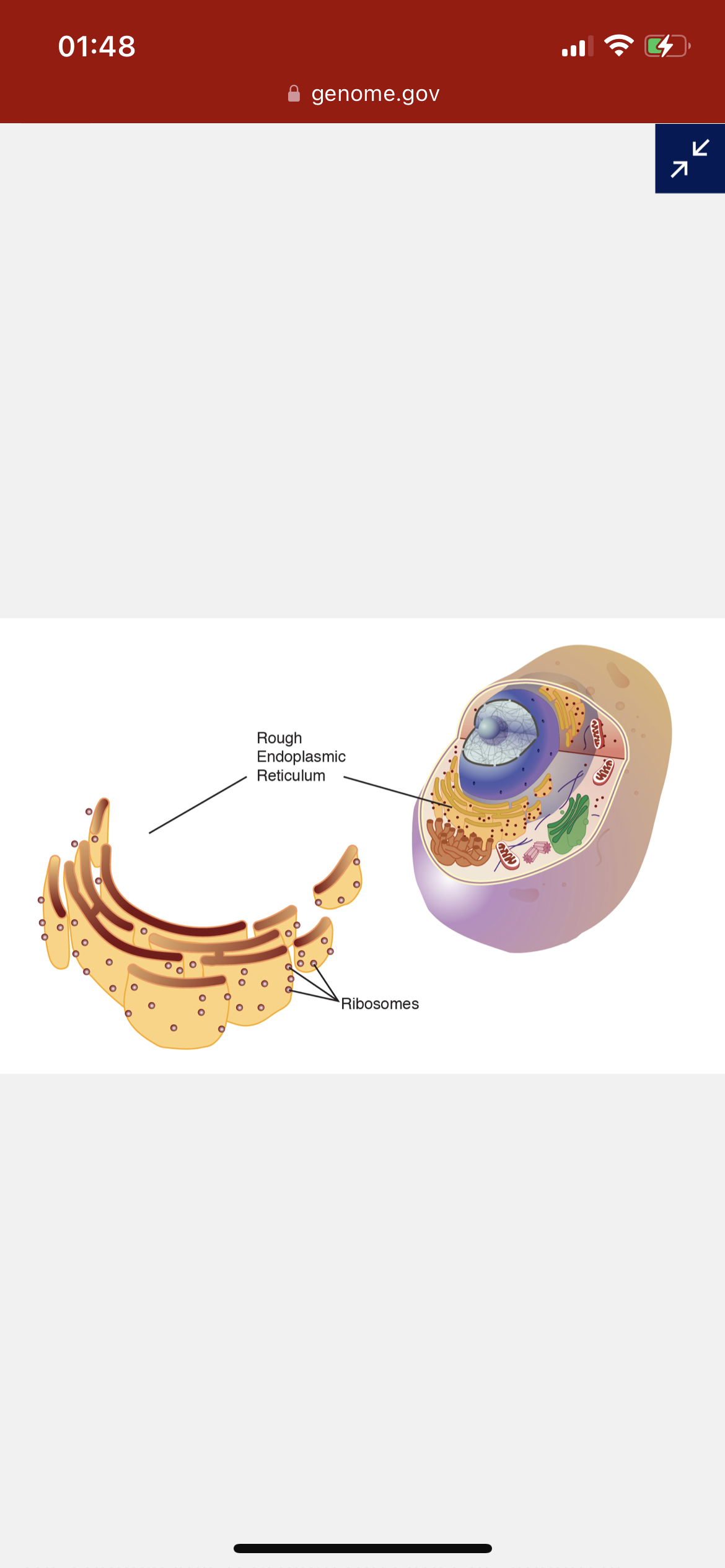 <p>Rough Endoplasmic Reticulum (RER)</p>