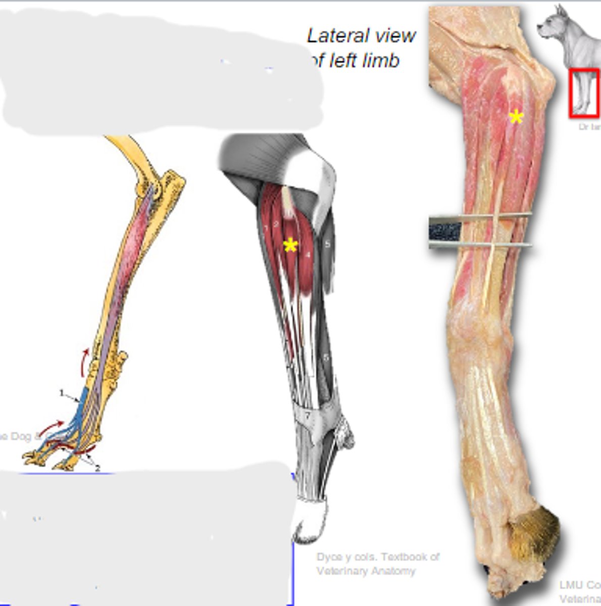<p>What muscle is shown?</p>