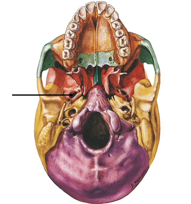 <p>Oval-shaped hole, in greater wing</p>