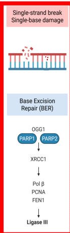 <p>Base Excision Repair (BER)</p><p>(ss strand break/single base damage)</p>
