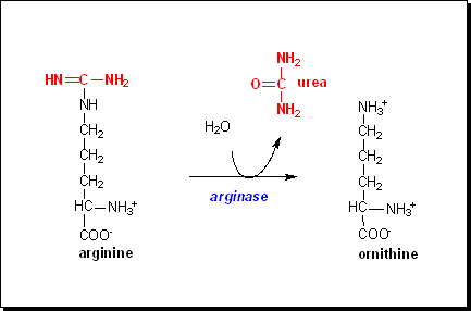 <p>argninine breakdown into ornithine and urea via ARGINASE and a hydrolysis recation; ornithine returns to mitochondria to restart urea cycle; urea excreted</p>